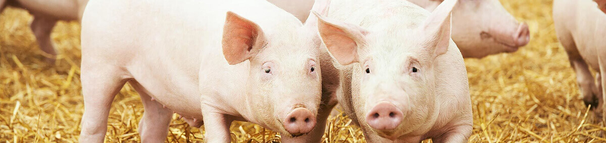 Pig feed supplement Suppliers and Exporters in India|PVSLabs 